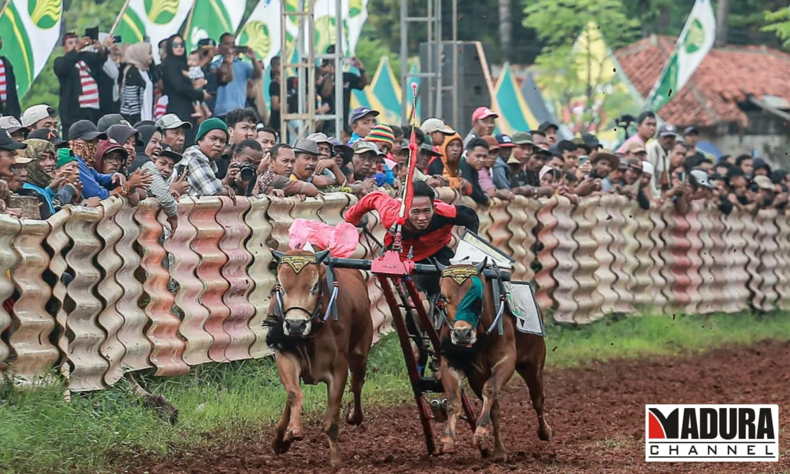 Karapan Sapi 2025, Bupati Sumenep: Bukan Hanya Perlombaan Tapi Warisan Budaya Leluhur (Ilustrasi)